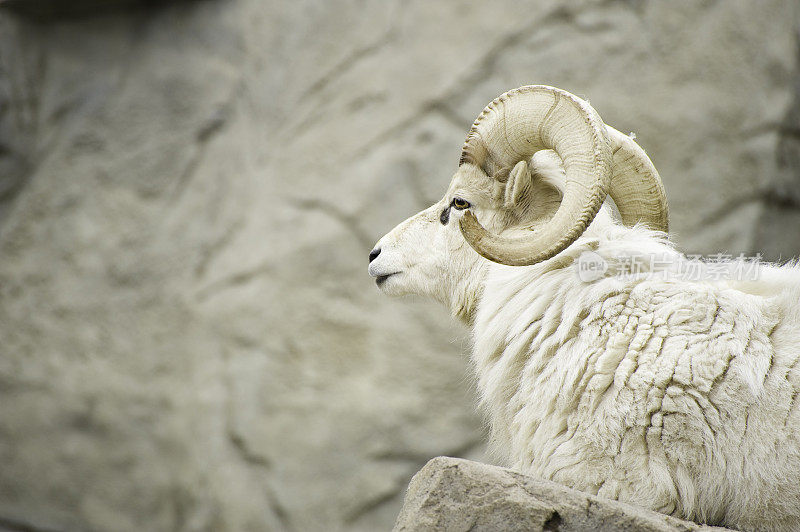 Dall Sheep公羊侧面躺在岩石上